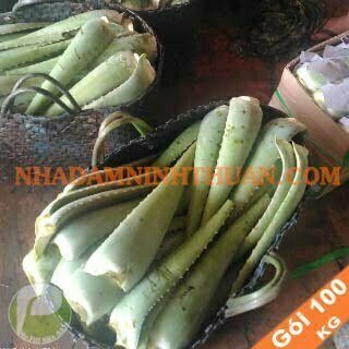 Nguyên Liệu Lá Nha Đam Thái 3 Tấn - Ảnh 9