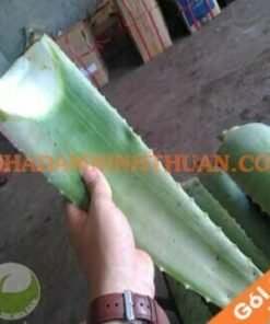 Nguyên Liệu Lá Nha Đam Thái 10 KG