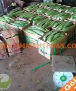 Lá Nha Đam Thái 2 Tấn