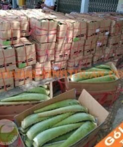 Nguyên Liệu Lá Nha Đam Thái 3 Tấn