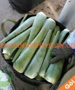 Nguyên Liệu Lá Nha Đam Thái 50 KG