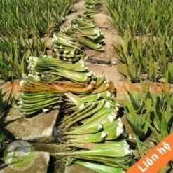 Nguyên Liệu Lá Nha Đam Thái Trên 3 Tấn