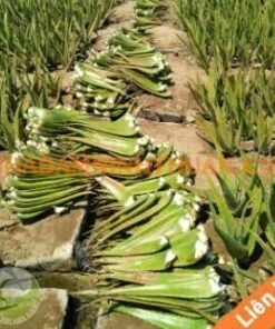 Nguyên Liệu Lá Nha Đam Thái Trên 3 Tấn