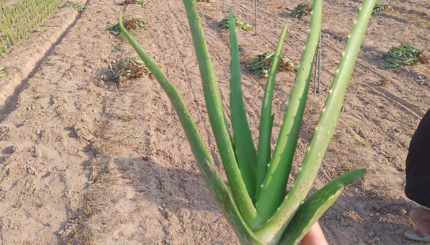 kỹ thuật trồng cây nha đam giống thái