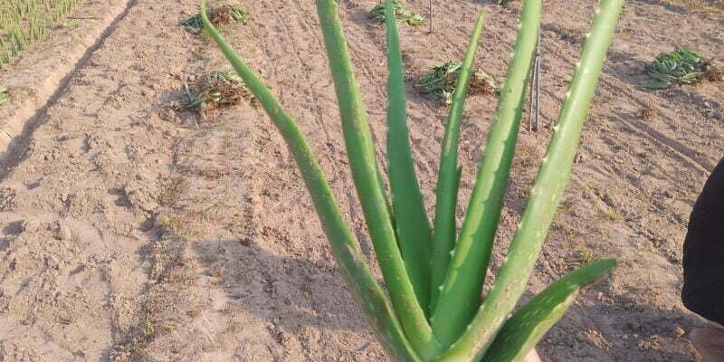 kỹ thuật trồng cây nha đam giống thái