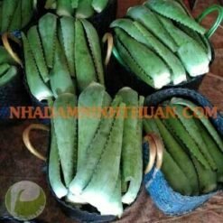 Alternative view of Nguyên Liệu Lá Nha Đam Thái 10 KG