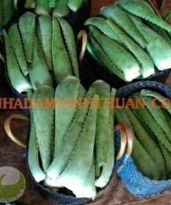 Alternative view of Nguyên Liệu Lá Nha Đam Thái 10 KG