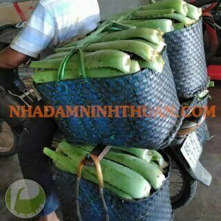 Nguyên Liệu Lá Nha Đam Thái Trên 3 Tấn - Ảnh 8