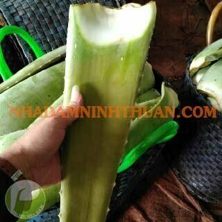 Nguyên Liệu Lá Nha Đam Thái Trên 3 Tấn - Ảnh 6