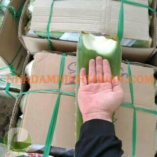 Nguyên Liệu Lá Nha Đam Thái Trên 3 Tấn - Ảnh 4