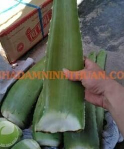 Alternative view of Nguyên Liệu Lá Nha Đam Thái Trên 3 Tấn