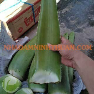 Nguyên Liệu Lá Nha Đam Thái Trên 3 Tấn - Ảnh 2