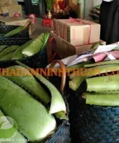 Alternative view of Nguyên Liệu Lá Nha Đam Thái 30 KG