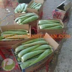 Alternative view of Nguyên Liệu Lá Nha Đam Thái 200Kg