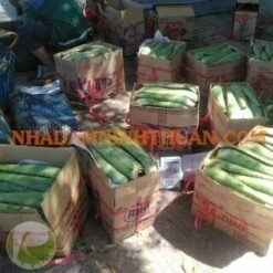 lá nha đam ninh thuận