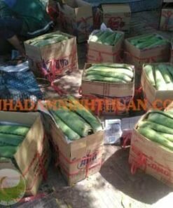 lá nha đam ninh thuận