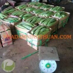 Alternative view of Nguyên Liệu Lá Nha Đam Thái 500 KG