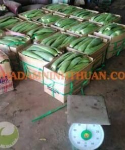 Alternative view of Nguyên Liệu Lá Nha Đam Thái 500 KG