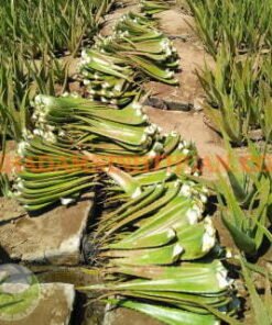 Alternative view of Nguyên Liệu Lá Nha Đam Thái 3 Tấn