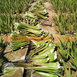 Nguyên Liệu Lá Nha Đam Thái Trên 3 Tấn - Ảnh 9