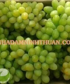 Alternative view of Nho Xanh Ninh Thuận