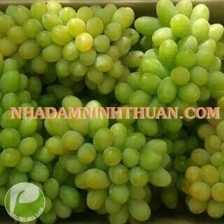 Nho Xanh Ninh Thuận - Ảnh 2
