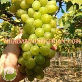 Nho Xanh Ninh Thuận - Ảnh 3