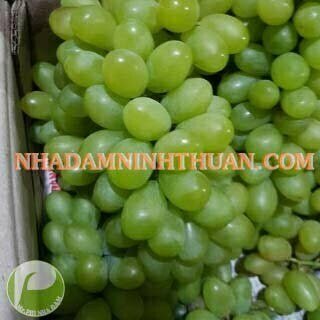 Nho Xanh Ninh Thuận - Ảnh 4
