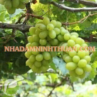 Nho Xanh Ninh Thuận - Ảnh 5