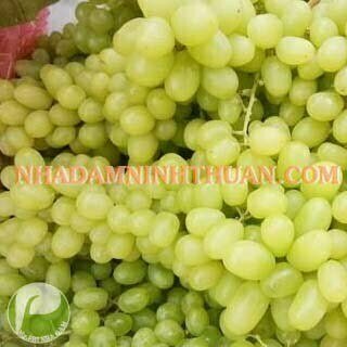 Nho Xanh Ninh Thuận - Ảnh 6