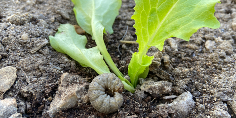 Cách Bảo Vệ Cây Con Khỏi Sâu Xám Trong Vườn