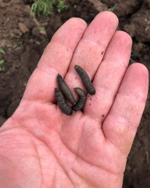 Cách Bảo Vệ Cây Con Khỏi Sâu Xám Trong Vườn