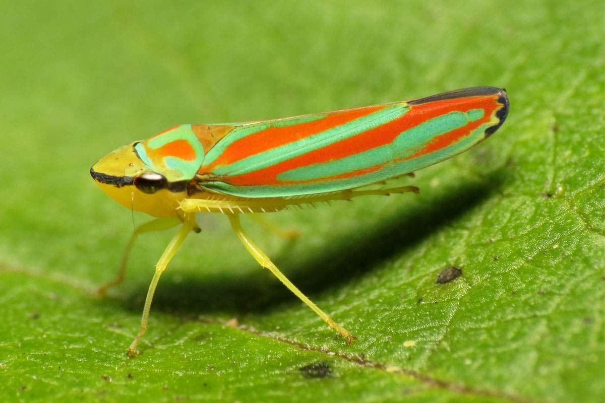 Cách Để Diệt Rầy Lá Trong Vườn