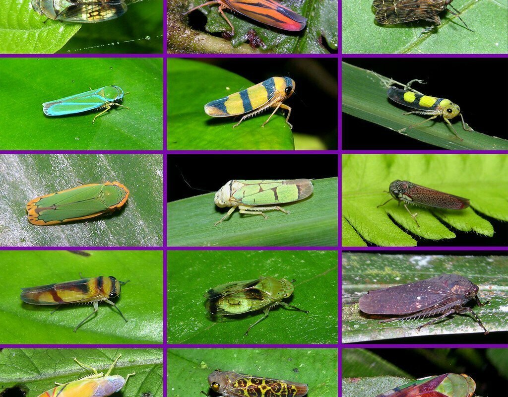 Cách Để Diệt Rầy Lá Trong Vườn