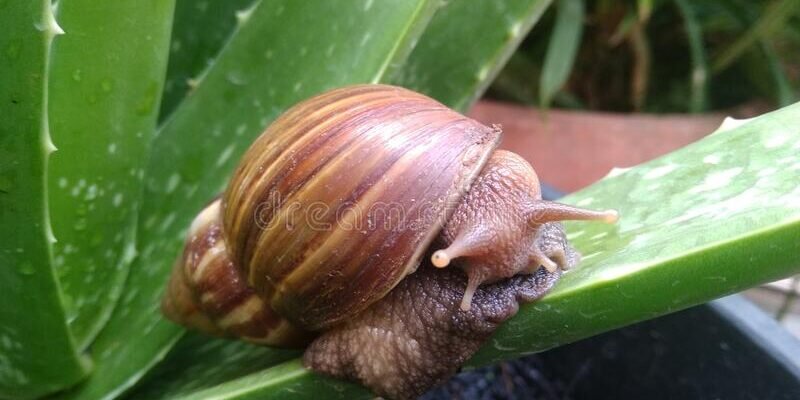 Cách Loại Bỏ Sên và Ốc Sên Trên Cây Nha Đam & Cây Trồng Khác