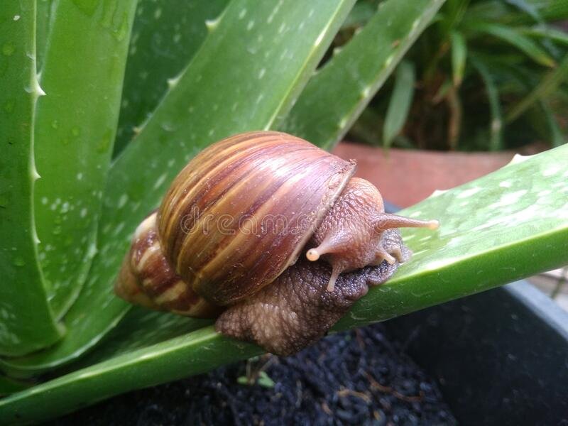 Cách Loại Bỏ Sên và Ốc Sên Trên Cây Nha Đam & Cây Trồng Khác