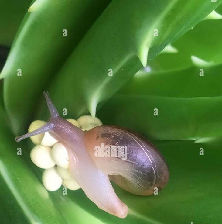 Cách Loại Bỏ Sên và Ốc sên Trên Cây Nha Đam