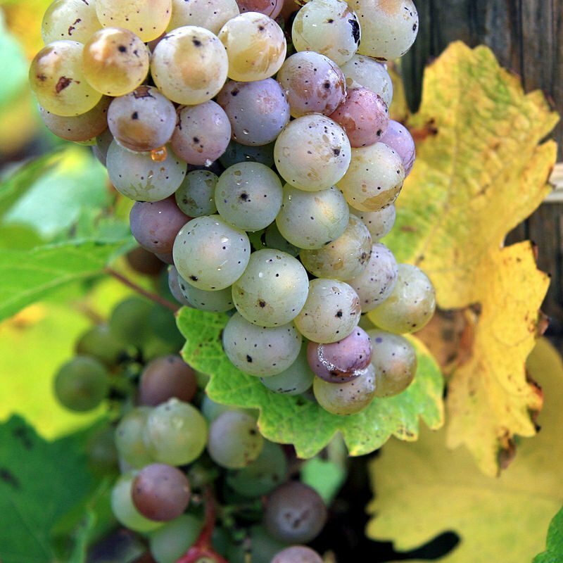 Kiểm Soát Nấm Mốc Xám, Nấm Botrytis