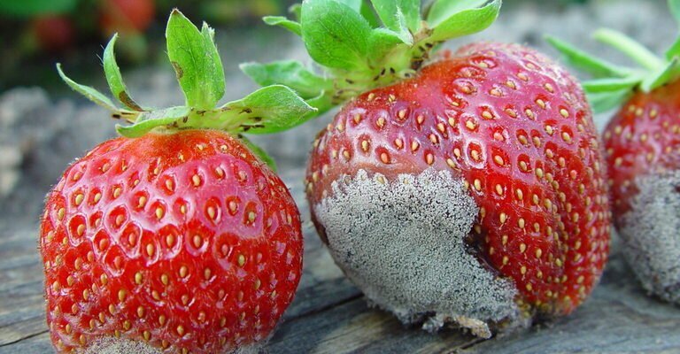 Cách Nhận Biết & Kiểm Soát Nấm Mốc Xám, Nấm Botrytis