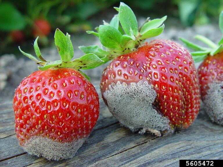 Cách Nhận Biết & Kiểm Soát Nấm Mốc Xám, Nấm Botrytis