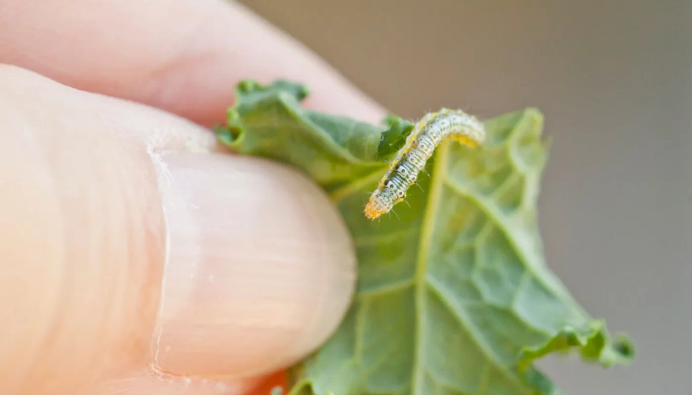 Cách Nhận Biết Và Diệt Sâu Bắp Cải