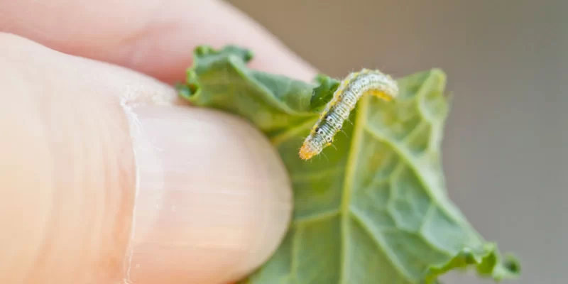 Cách Nhận Biết Và Diệt Sâu Bắp Cải