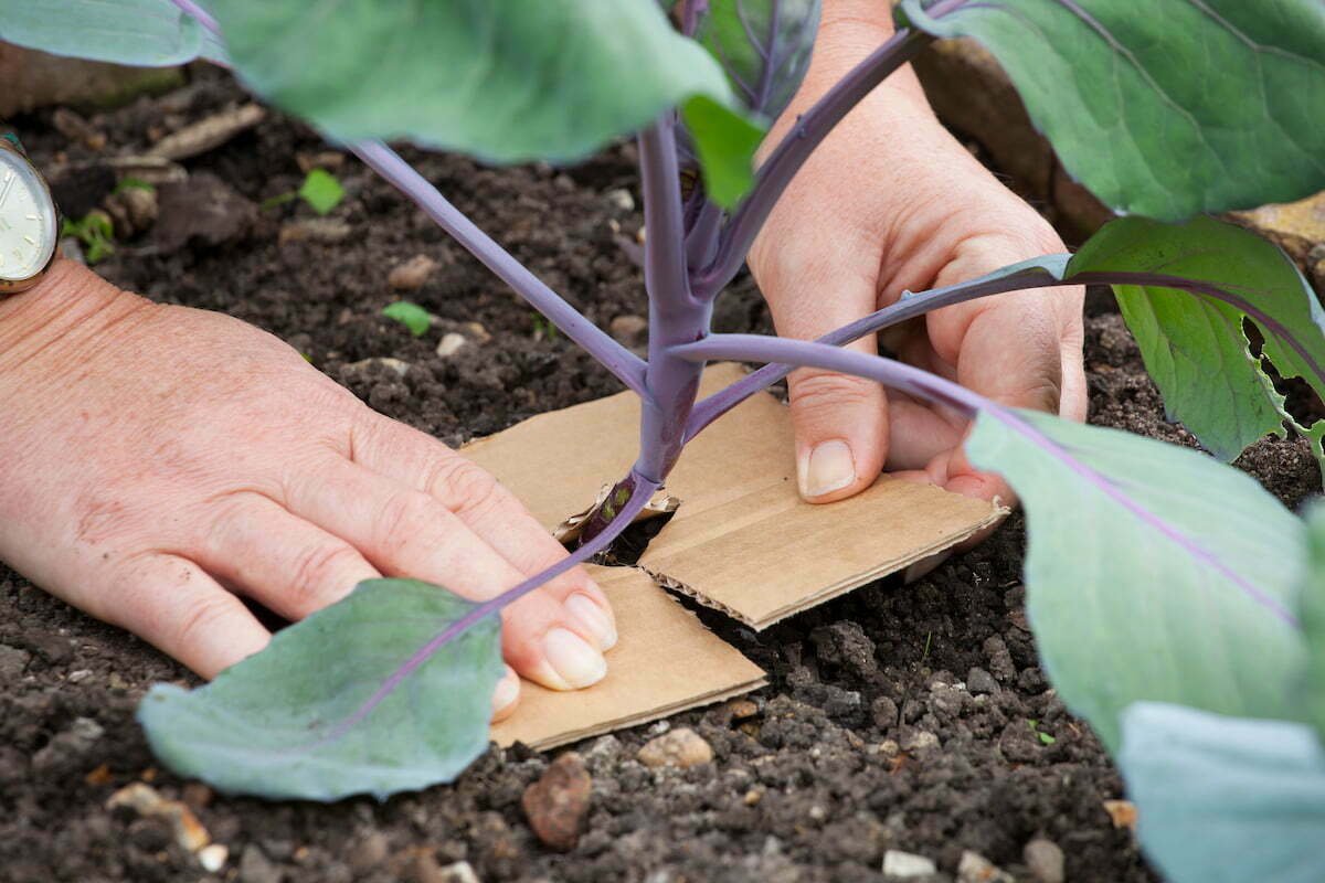 Cách Nhận Biết Và Loại Bỏ Giòi Rễ Bắp Cải