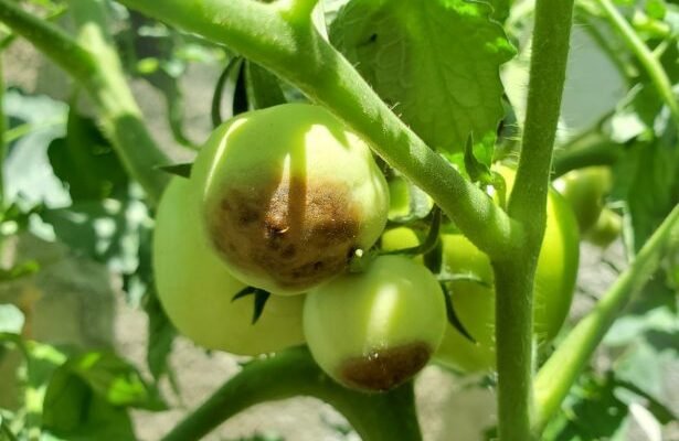 Cách Nhận Biết Và Ngăn Chặn Bệnh Thối Đỉnh Quả