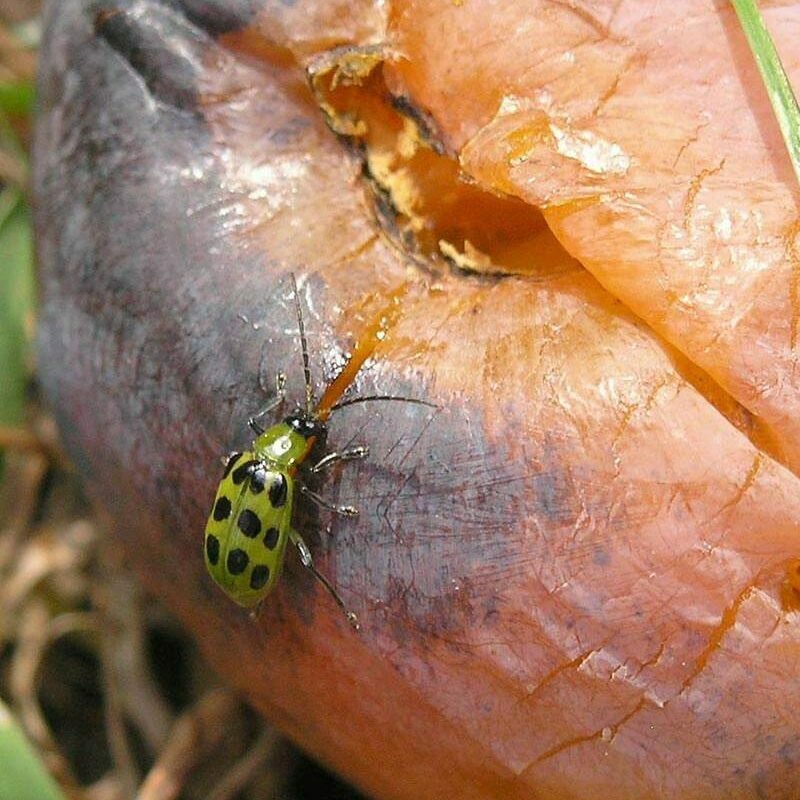 Diệt Bọ Cánh Cứng Dưa Chuột Trong Vườn