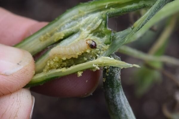 Diệt Trừ Sâu Đục Thân Trên Cây Bí