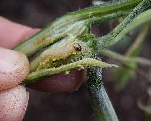 Diệt Trừ Sâu Đục Thân Trên Cây Bí