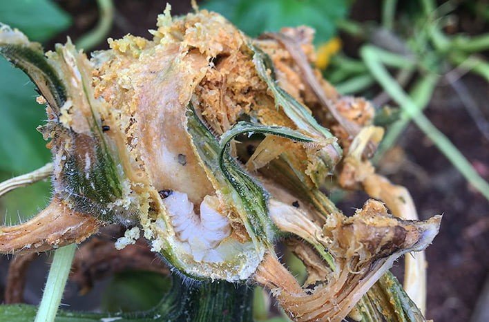 Diệt Trừ Sâu Đục Thân Trên Cây Bí