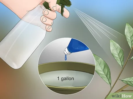 Diệt bọ phấn trắng (ruồi trắng) trên cây