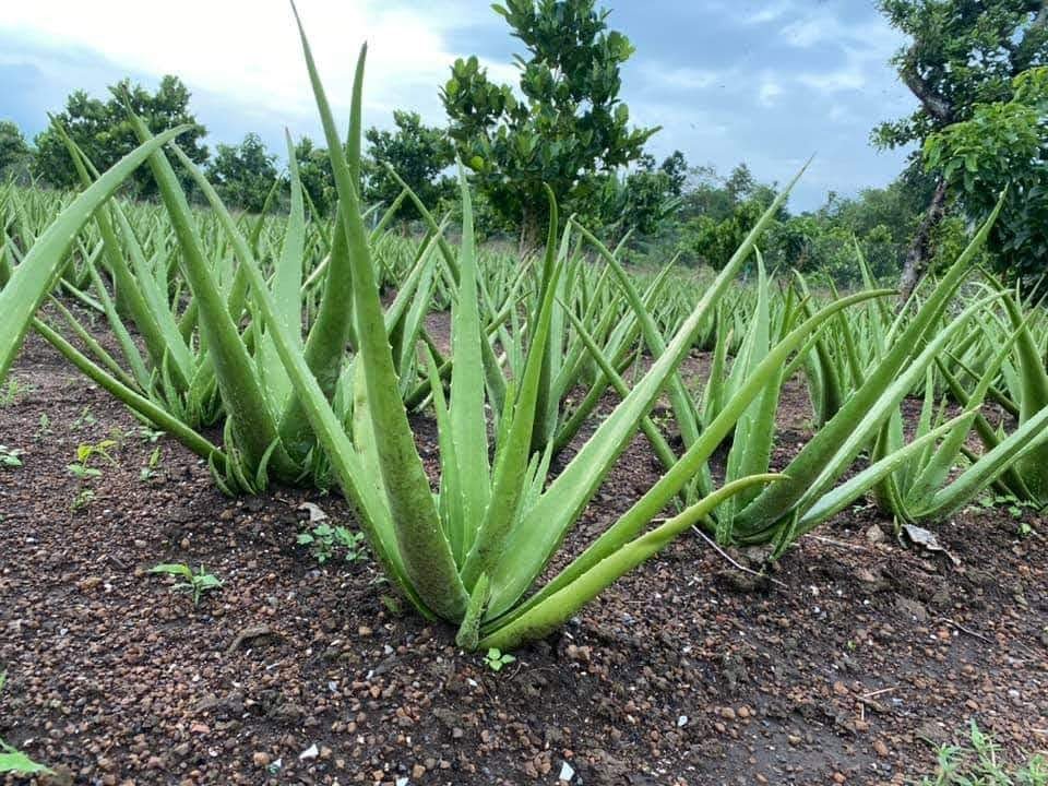 Cách Chăm Sóc Nha Đam 1